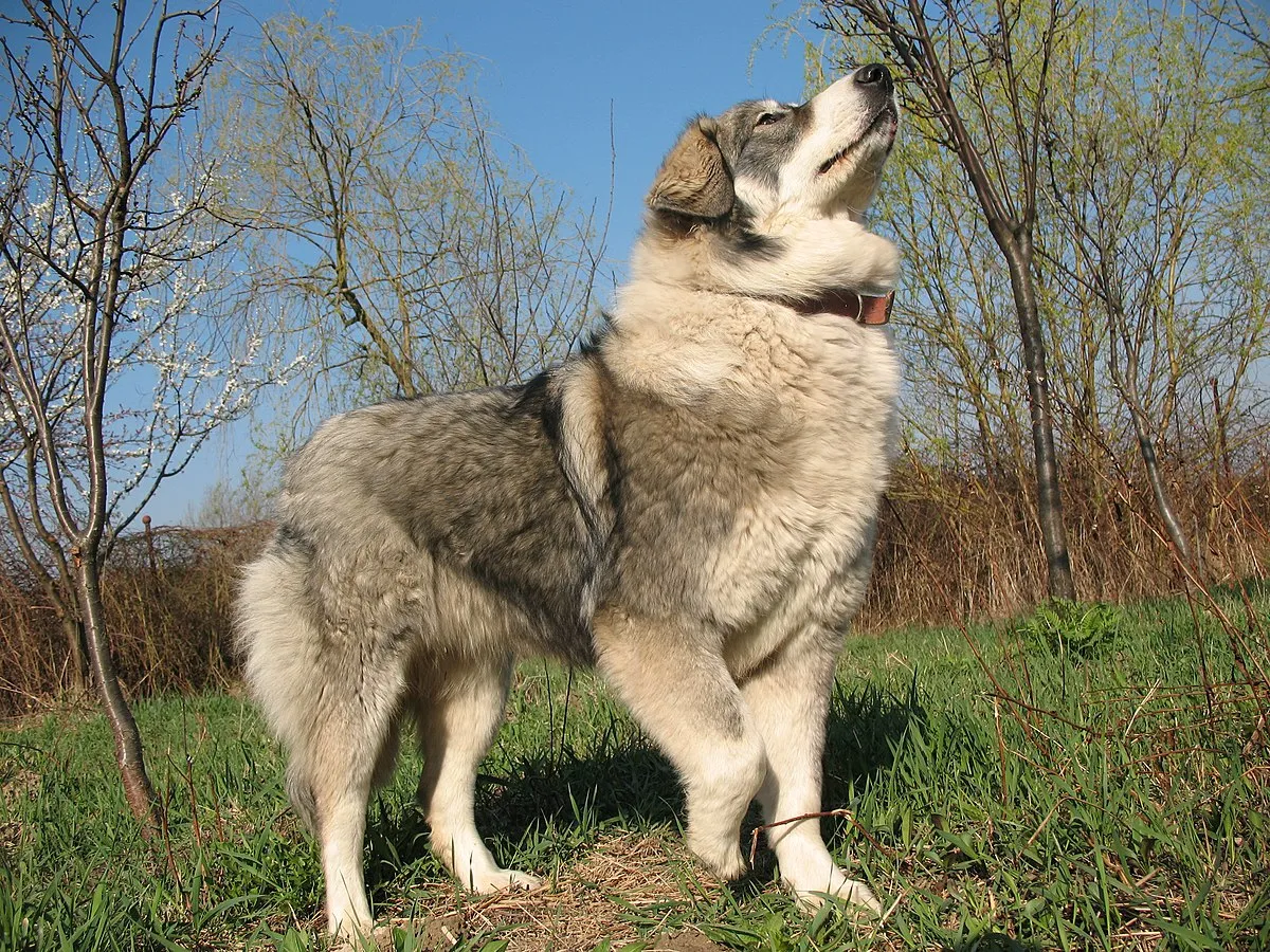 Carpathian Sheepdog
